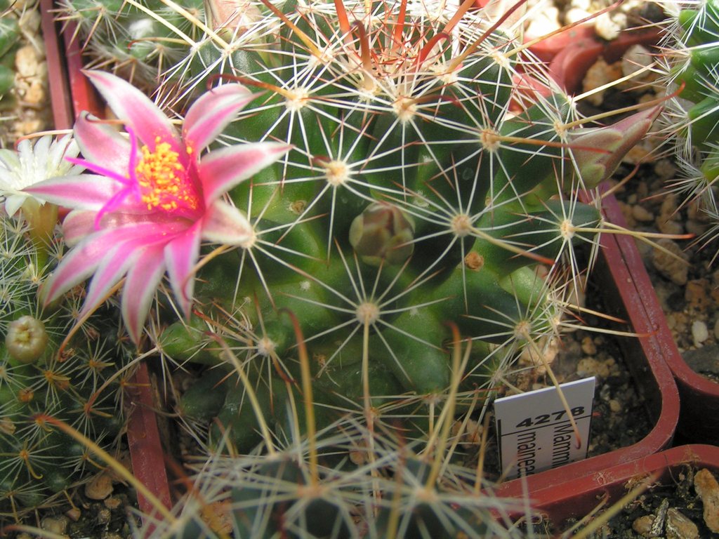 Mammillaria maineae